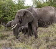 elephant-1-3