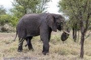 elephant-1-4
