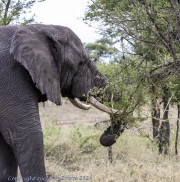 elephant-1-5