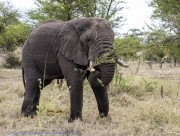 elephant-1-6