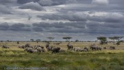 elephants-1-2