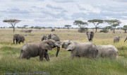 elephants-1-3