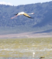 flamingo-1