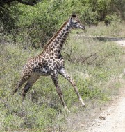 giraffe-1-2