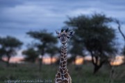 giraffe-1-3