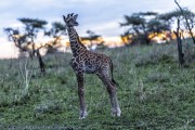 giraffe-1-4