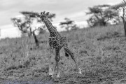 giraffe-1-5