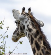 giraffe-1