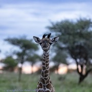 giraffe-baby-1