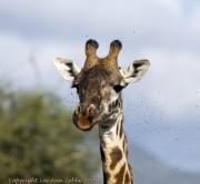 giraffes-1-2