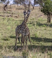 giraffes-1-Copy-Copy