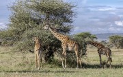 giraffes-1