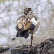 goose-1