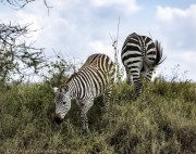 great-migration-1-3