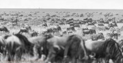 great-migration-1