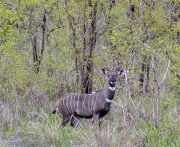greater-Kudu-1