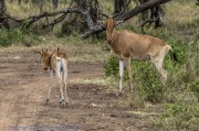 hartebeest-1