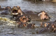 hippo-1-2