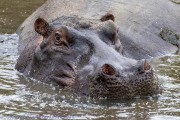 hippo-1-3