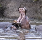 hippo-1-4