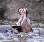 hippo-1-5