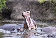 hippo-1-6