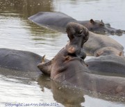 hippo-1-7