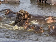 hippo-1