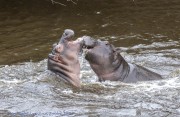 hippos-1-2