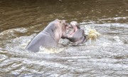 hippos-1-3