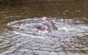 hippos-1