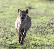 hyena-1