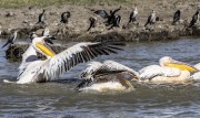 ibis-1-10