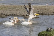ibis-1-11