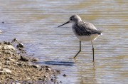 ibis-1-2