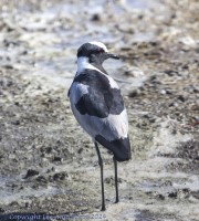 ibis-1-5