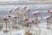 ibis-1-7