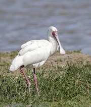 ibis-1-9