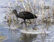ibis-1