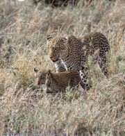 leopards-1-2