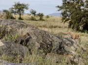 leopards-1