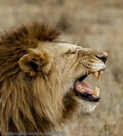 lion-1-2