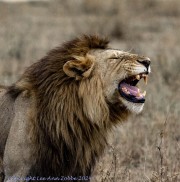 lion-1-3