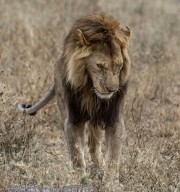 lion-1-4