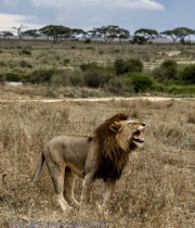 lion-1