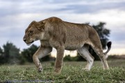lioness-1-2