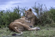 lioness-1-3