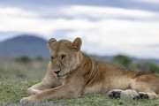 lioness-1