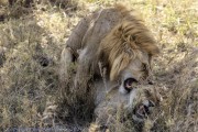 lions-mating-1-2