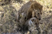 lions-mating-1